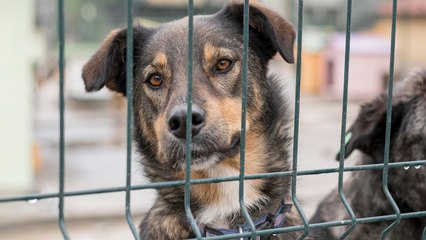 20 ಕುಟುಂಬ, 67 ಜನರ ಜೀವ ಉಳಿದಿದ್ದೇ ರಣರೋಚಕ! ಅಂದು ಆನೆ.. ಇಂದು ಶ್ವಾನ.. ಪ್ರಾಣ ಉಳಿಸೋ ಮೂಕಪ್ರಾಣಿಗಳು!