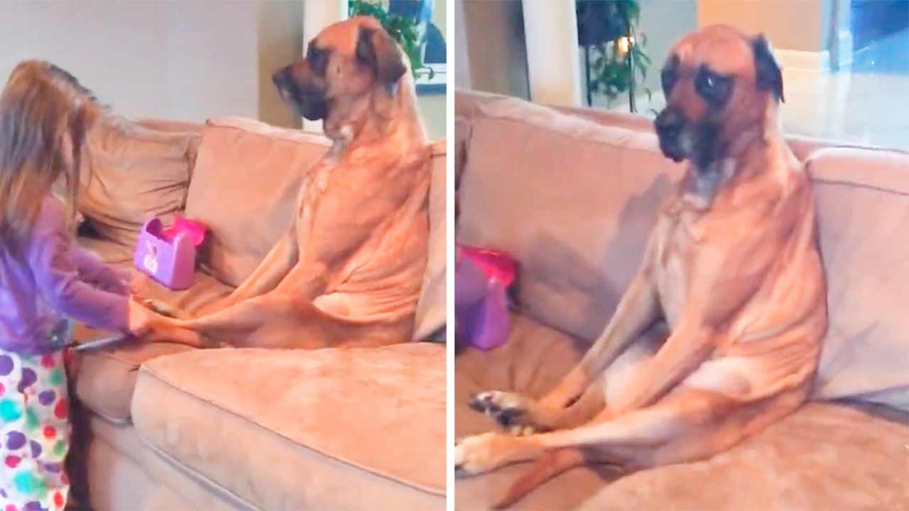Hylende morsom video: Hund viser uendelig tålmodighet under ‘legebesøk’ hos liten doktor