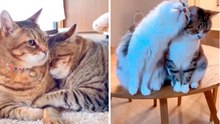 Schattige video laat de meest romantische katten ter wereld zien