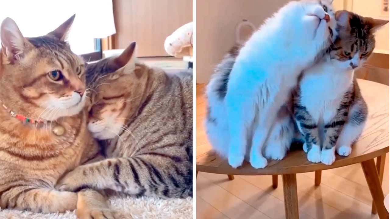 Schattige video laat de meest romantische katten ter wereld zien