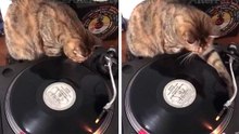Hilarisch filmpje: DJ-kat leert hoe je moet draaien met vinylplaten