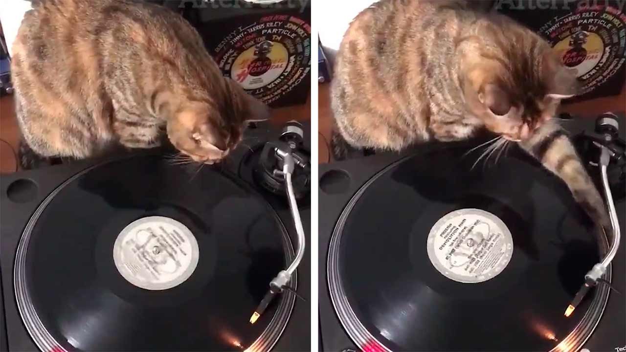 Eğlenceli Video: DJ kedi plaklarla nasıl miks yapılacağını öğretiyor