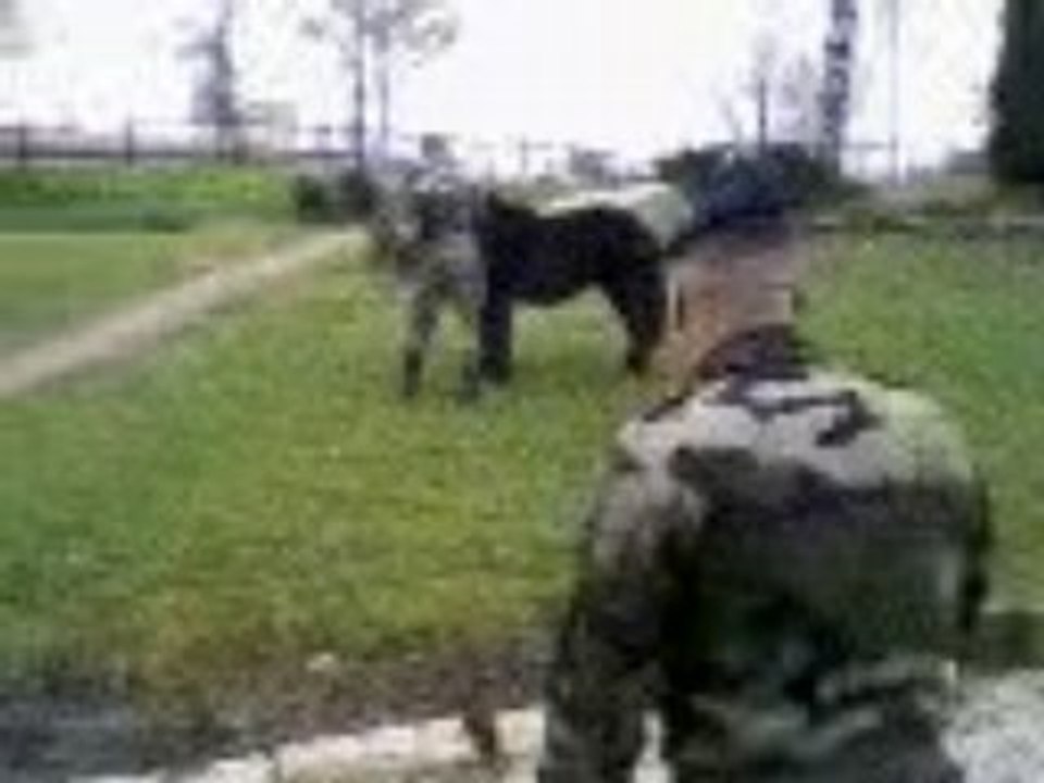 Operation cheval