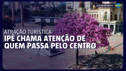 Ipê na Praça da Estação vira atração turística em BH