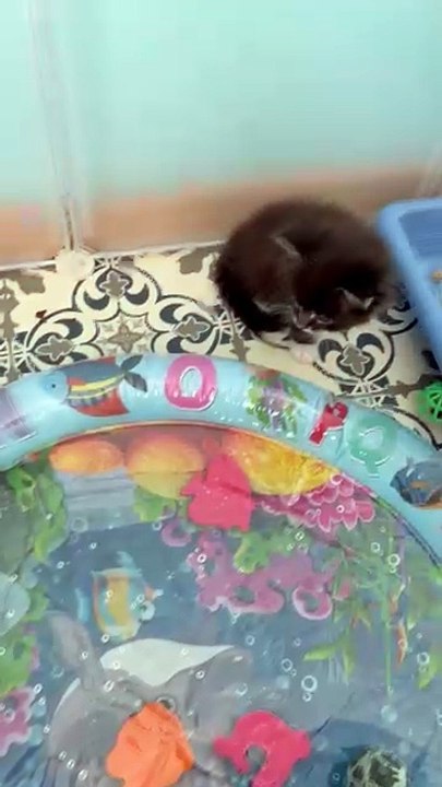 bébés MAINE COON  nés le 01 juin 2025 disponibles