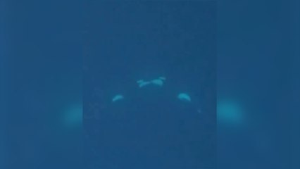Identifican a dos orcas "besándose" con lengua en el fiordo de Kvænangen, en Noruega