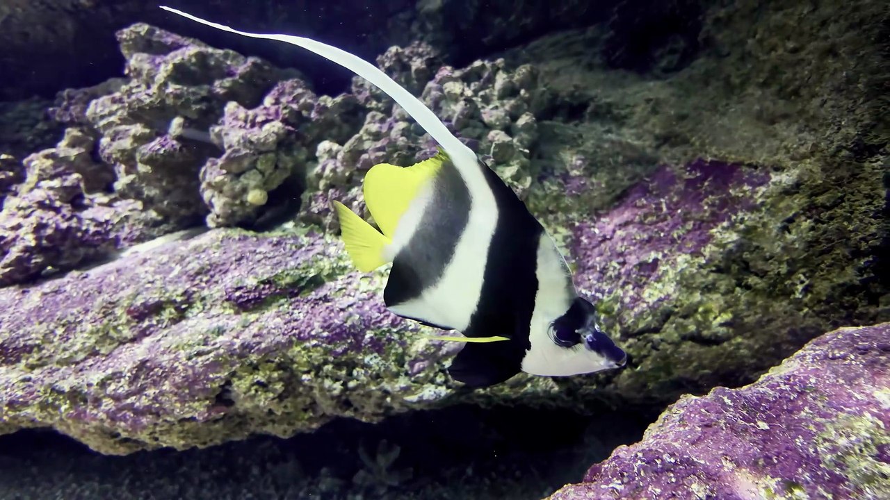 ULTIMATE 4K OLED Demo | Dolby Vision HDR & Atmos 60fps (TV Calibration Test)