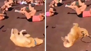 Hilarisch filmpje toont hond die buikspieroefeningen doet in de sportschool