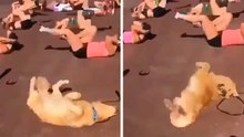 Hilarisch filmpje toont hond die buikspieroefeningen doet in de sportschool