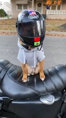 Animal..... Entertainment 🐣🐣