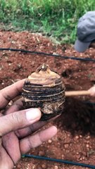 Gölevez dikimi (Colacas planting)