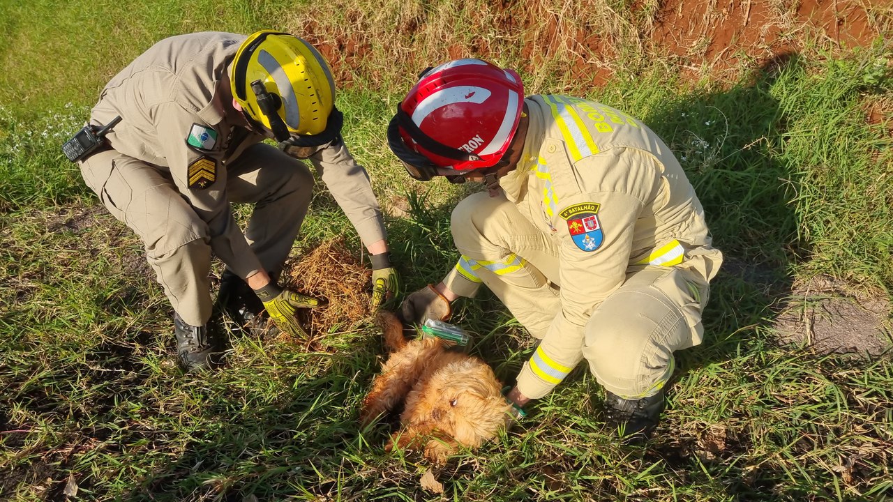 Cachorro cai em bueiro e mobiliza bombeiros na Avenida das Torres
