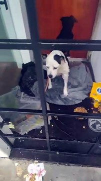 Cachorra vítima de maus tratos é abandonada em frente de petshop em Florianópolis; veja vídeo