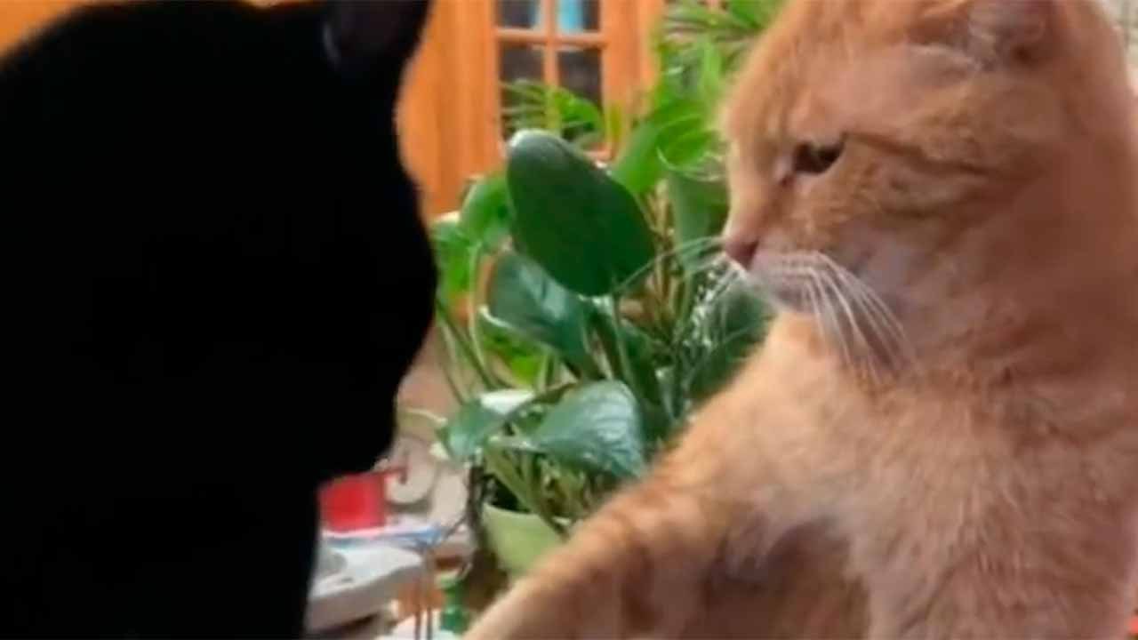 능청스러운 고양이, 불같은 성격의 암컷 고양이에게 차이고… 영상 화제