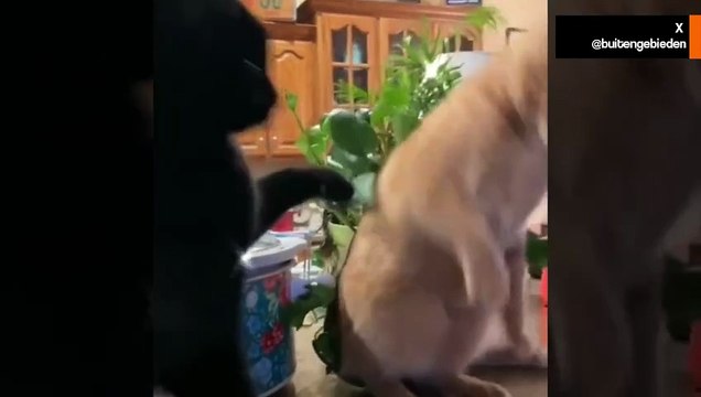 Un chat dragueur se fait violemment rejeter par une chatte de mauvaise humeur – la vidéo devient virale