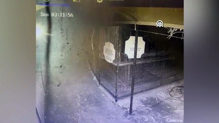 Öldürülen aslan Zeus'un kaçış görüntüleri ortaya çıktı!