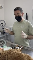 Je détartre mon propre chien