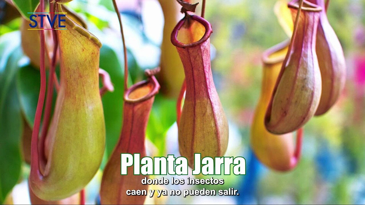 Ilustrando tu mente: Verde hambriento