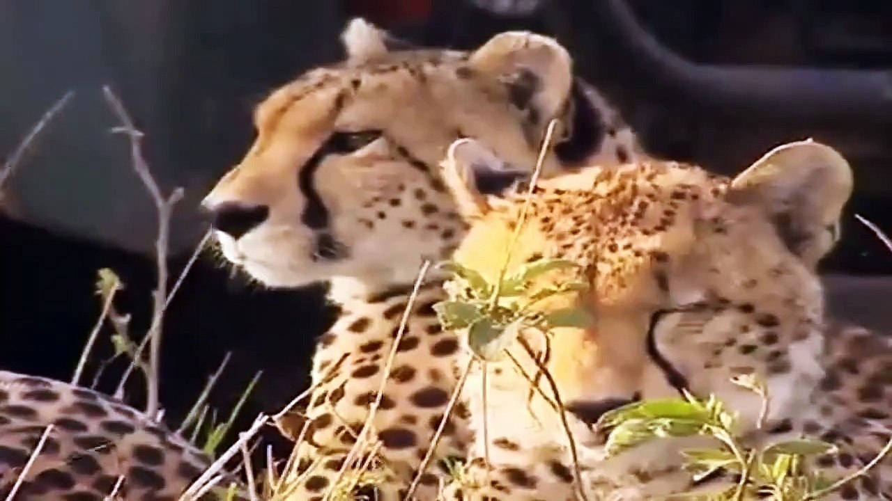 Big Cat Diary S2E9 - Part 1