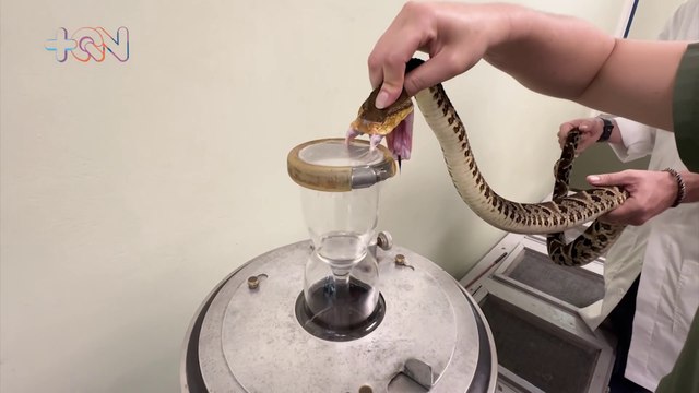 Del veneno a la cura: así lidera Costa Rica la lucha contra mordeduras de serpiente en el mundo