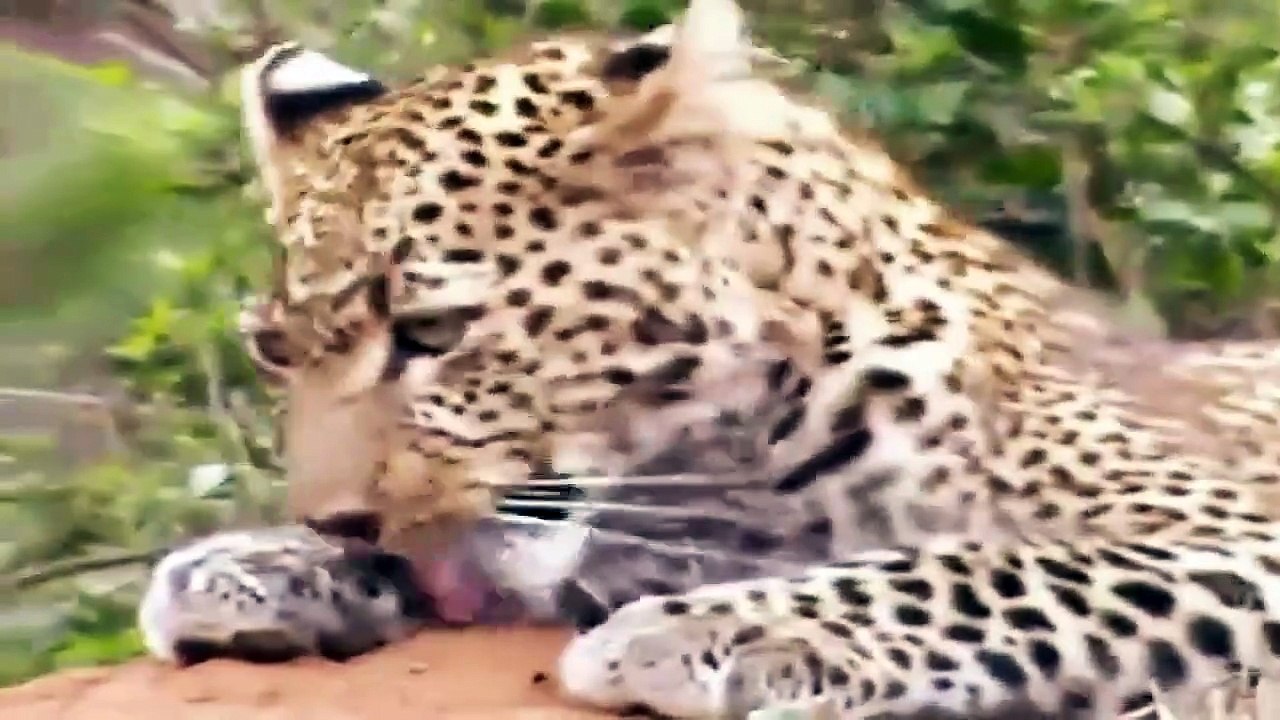 Big Cat Diary S3E2 - Part 1