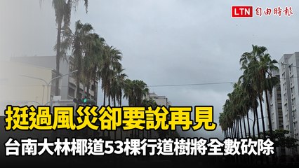 挺過風災卻要說再見 台南大林椰道53棵行道樹將全數砍除