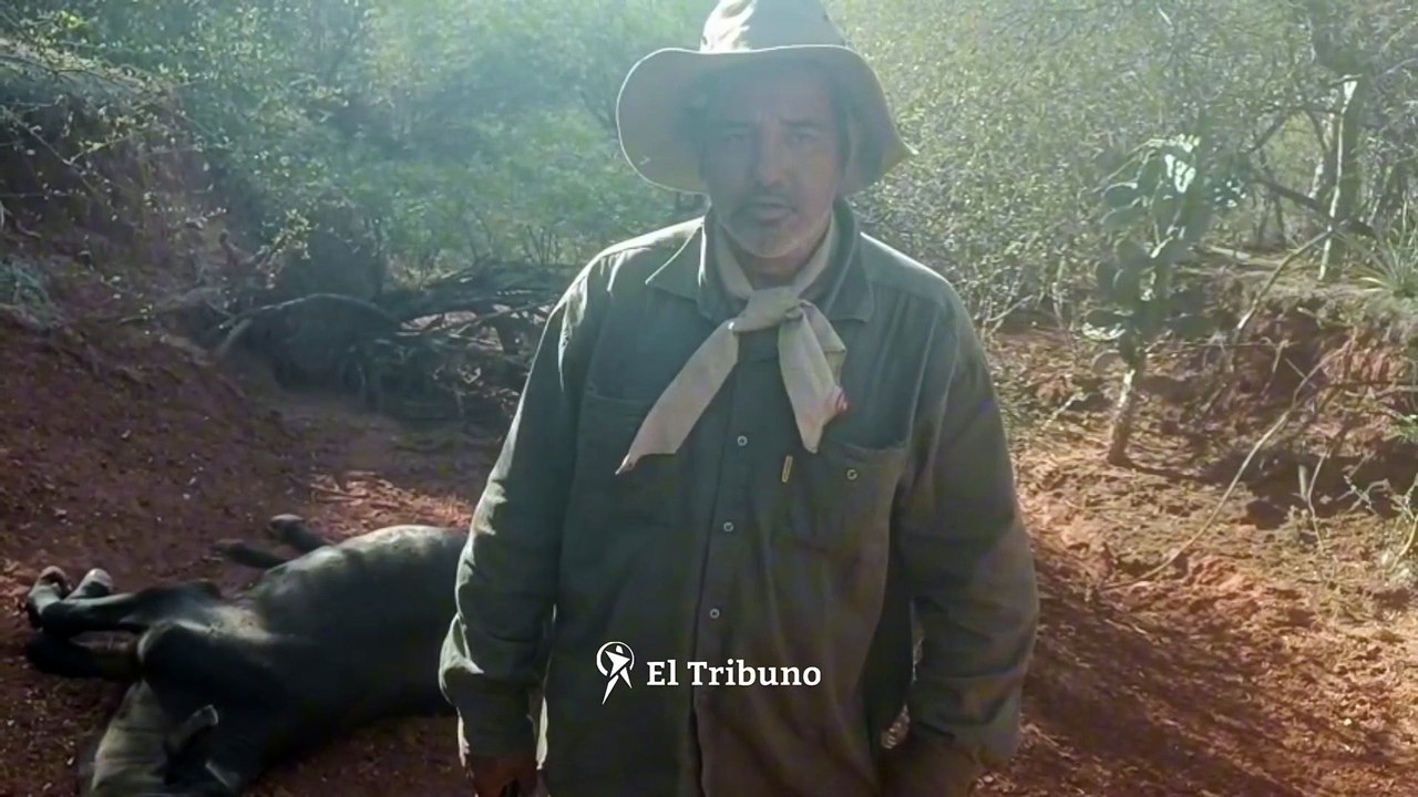 Denuncian más muertes de animales por el escape...