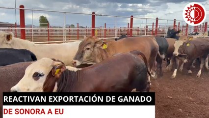 Reanudan exportación de ganado de Sonora a EU, tras casi dos meses de cierre