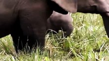 Big Cat Diary S3E2 - Part 2
