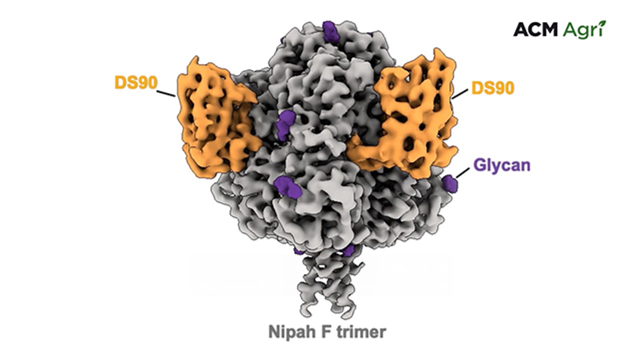 Nanobody treatment targets Hendra and Nipah viruses