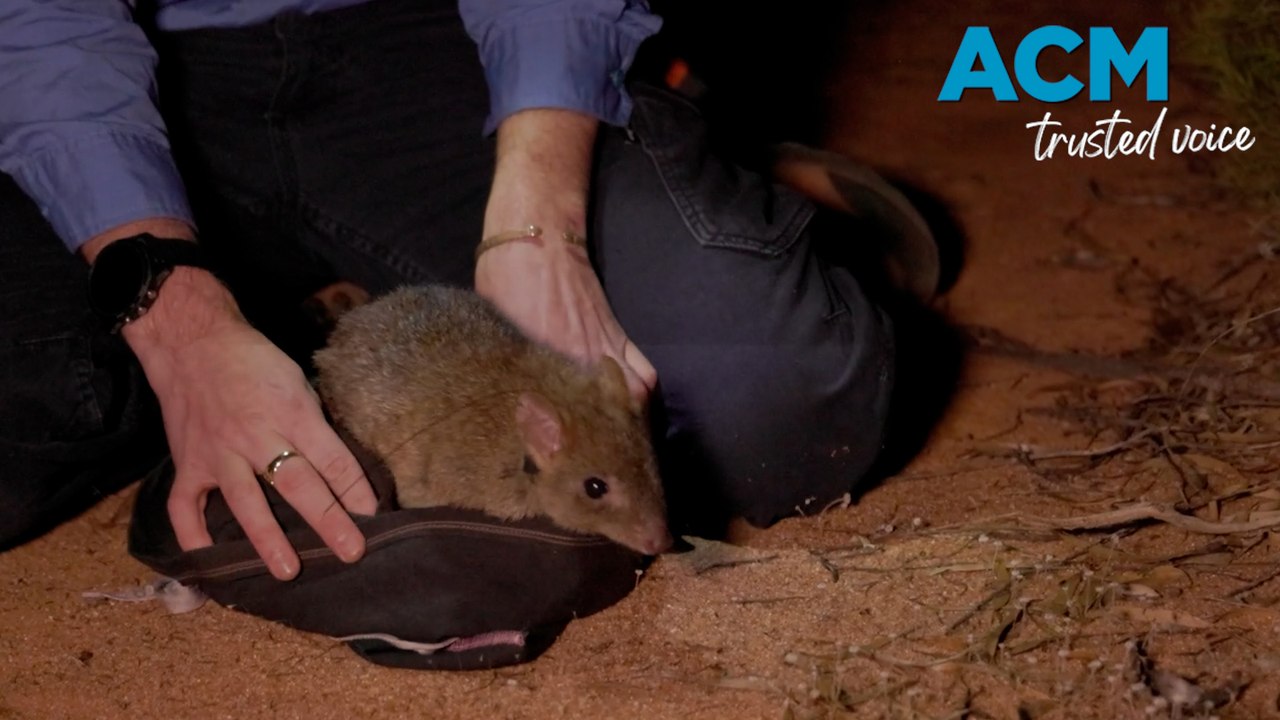 Bouncing brush-tailed bettongs released into the wild