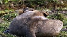 Big Cat Diary S3E3 - Part 1