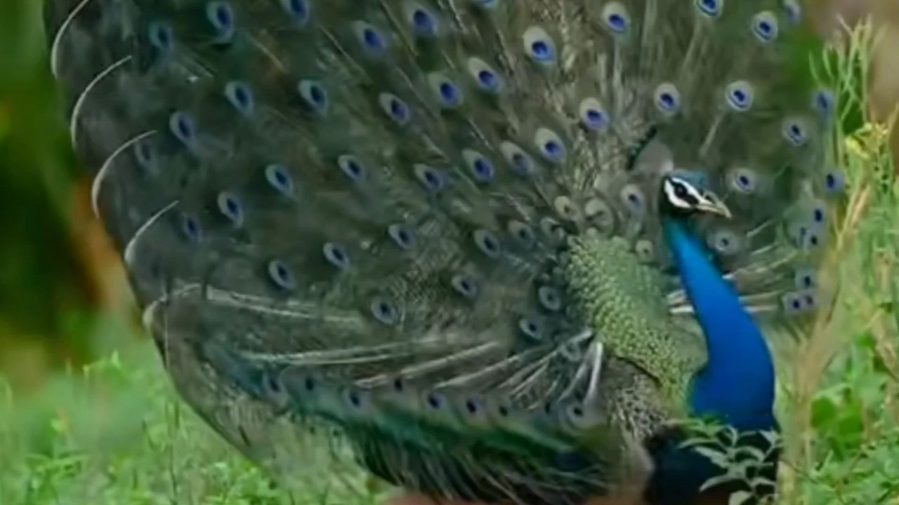 “Peacock Showing Its Colors | Beautiful Bird Moments”