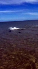 Sea of Cortez has rays jumping out of the water by the hundreds in the summer.