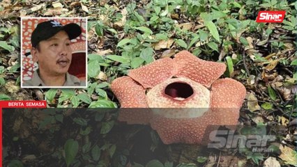 Rafflesia keithi mekar di Poring, hanya 7 hari untuk dilihat
