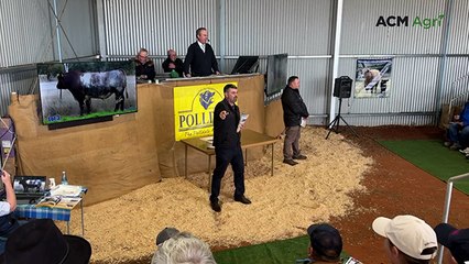 Top priced bull at Polldale Shorthorn Stud