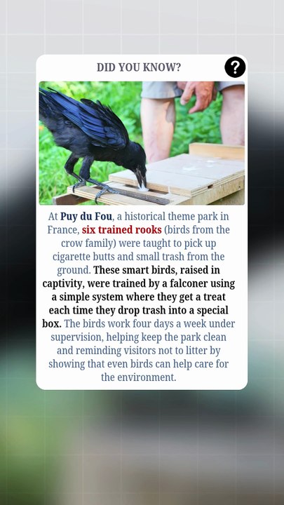 Meet the Trash-Picking Birds of France 🐦🗑️✨