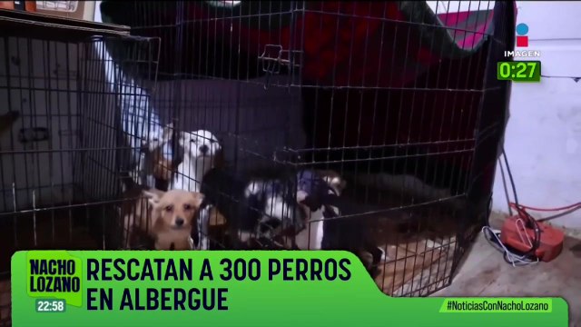 Rescatan a 300 perros hacinados en un albergue en Baja California