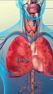 The Animation of Lungs and its parts (Bronchi, Bronchioles, Alveoli)