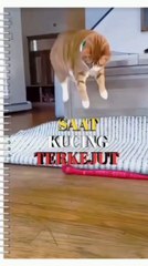 Cats reactions when shocked