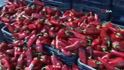 Salçalık biber sezonu başladı