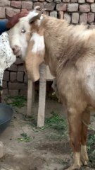 Pets Life #petslife #Viral #Funny #beauty