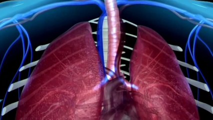 The Respiratory system of Human Body