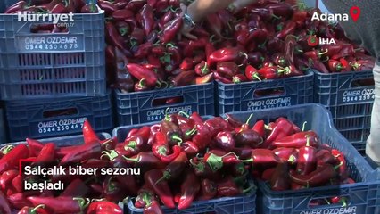 Salçalık biber sezonu başladı