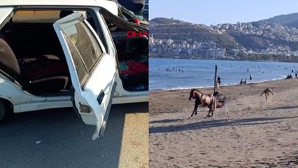 Sahildeki başıboş at yola çıkınca otomobil çarptı