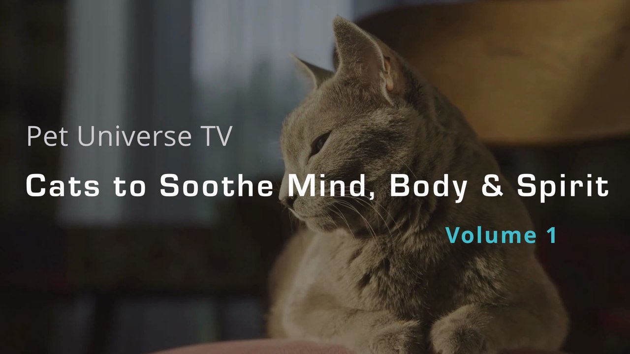 ❤️ 100 Calming Cats Relaxation Soothing Piano Music and Purring Stress Relief