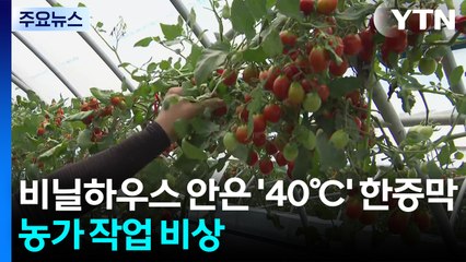비닐하우스 안은 '40도' 한증막...농가 작업 비상 / YTN