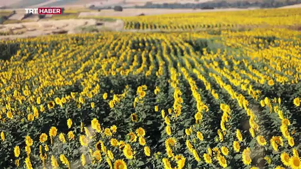 Tekirdağ ayçiçeği ile parlıyor