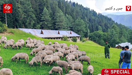 پلوامہ میں بھیڑ پالن صنعت کے روشن امکانات، ڈاکٹر محمد اشرف