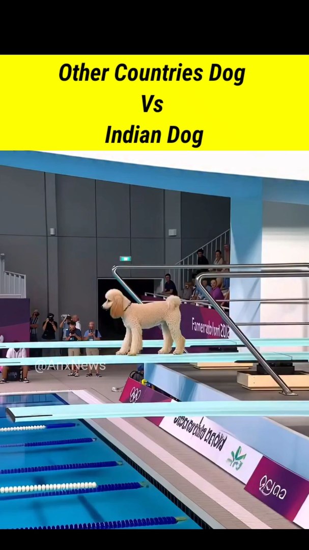 ⁣Other Countries Dog Vs Indian Dog Full Funny Compare #dog #reaction #dog #funny #olympic